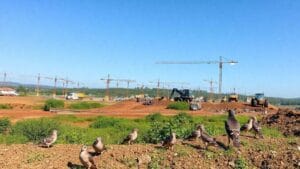 efeitos-de-grandes-construcoes-na-biodiversidade