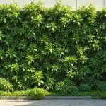 como-fazer-jardim-vertical-autoirrigavel-com-pet